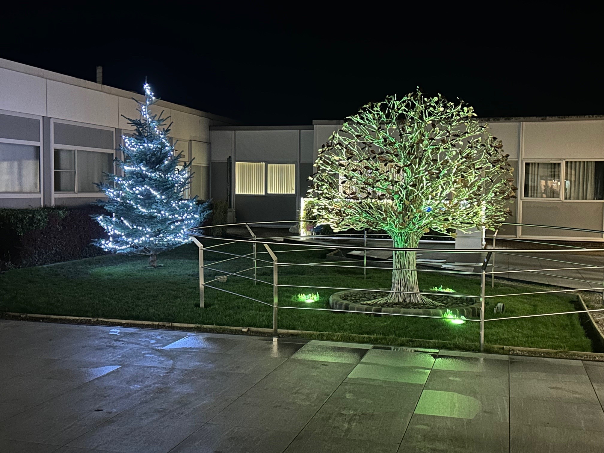 Christmas trees outside at RPH site