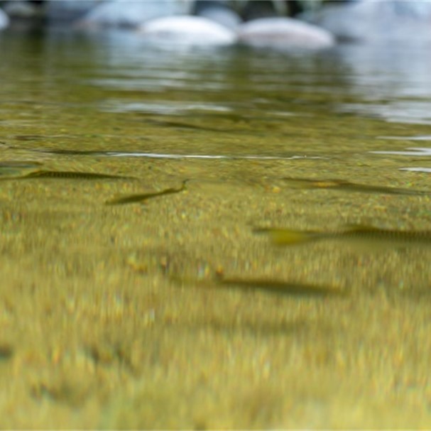 Present Moment Awareness