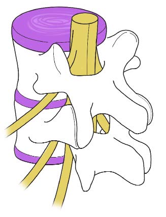 Normal Anatomy Diagram