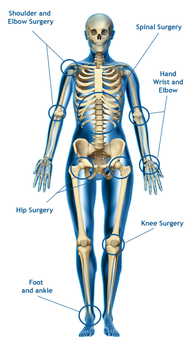 orthopaedics skeleton